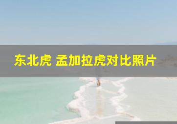 东北虎 孟加拉虎对比照片